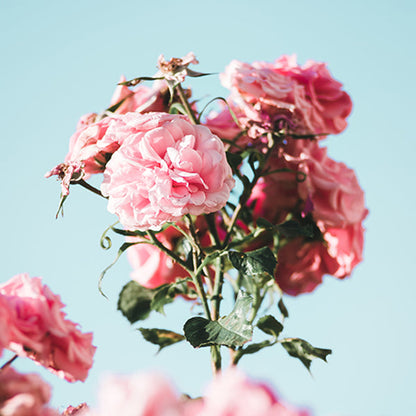 Parfum de Lux pentru Femei Tip SL 50ML - LIBRE